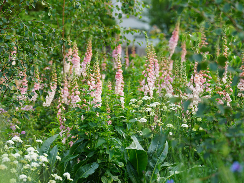 (Jpfl) Digitalis purpurea Apricot 3 Jungpflanzen