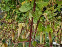 Phygelius Lemon Teardrops