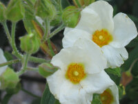 Cistus laurifolius P1