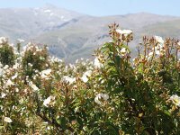 Cistus laurifolius P1