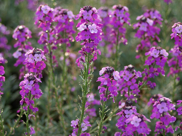 Erysimum Hybr. Super Bowl Mauve