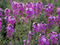 Erysimum Hybr. Super Bowl Mauve