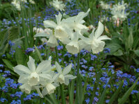 Narcissus triandrus Thalia P0,5