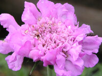 Scabiosa columbaria f. nana Pink Mist P1