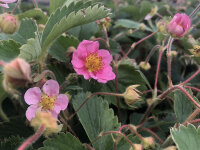 Fragaria Frel (Pink Panda)