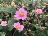 Fragaria Frel (Pink Panda)