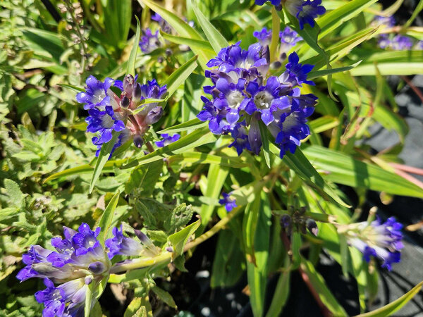 Gentiana dahurica