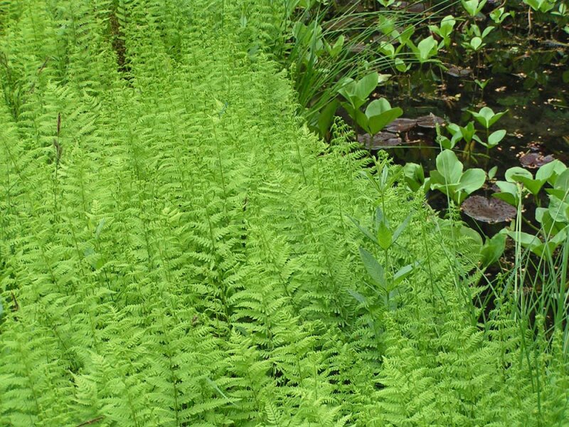 Thelypteris palustris