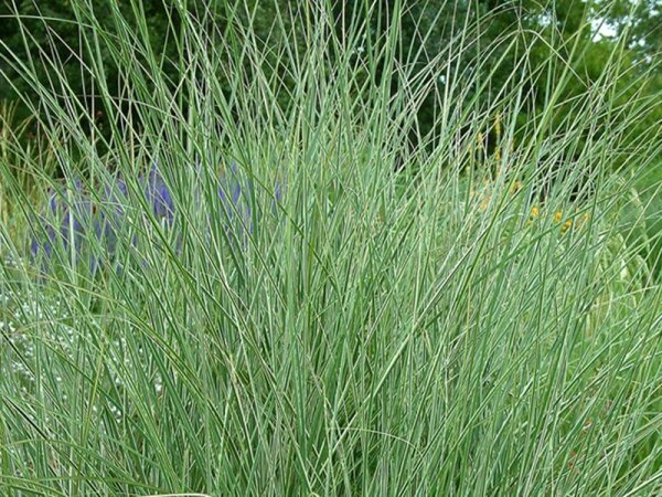 Miscanthus Sinensis-Hybr. Morning Light P1
