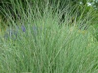 Miscanthus Sinensis-Hybr. Morning Light P1
