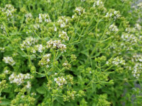 Origanum vulgare Faltertreff