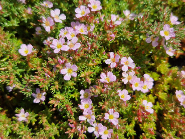 Frankenia thymifolia