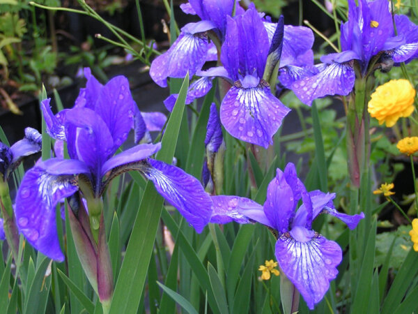 Iris sibirica Annick