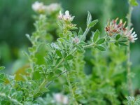 Dorycnium hirsutum (Pishë Poro)