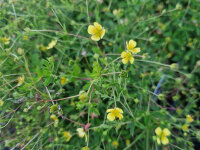 Potentilla erecta