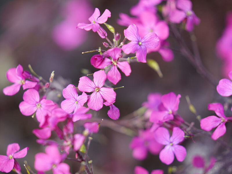 Lunaria annua Chedglow