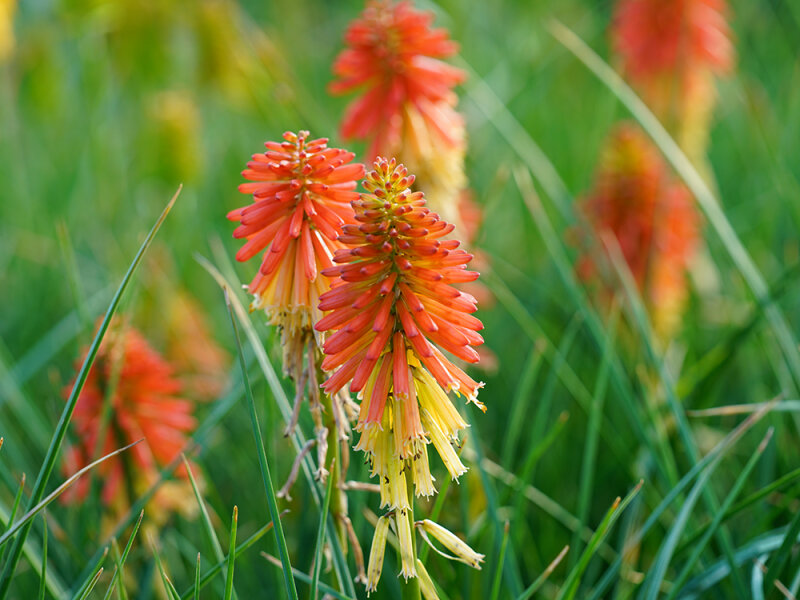 Kniphofia Hybr. ‘Papaya Popsicle’ ® P1