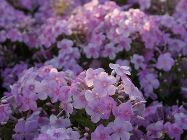 Phlox paniculata Laura P1