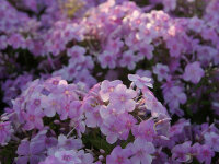 Phlox paniculata Laura P1