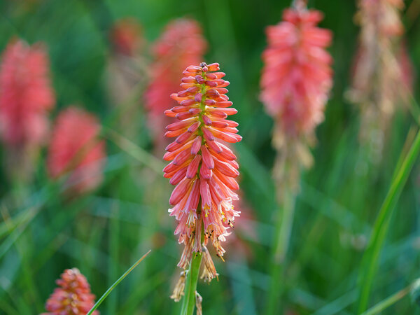 Kniphofia Hybr. Redhot Popsicle’ ® P1