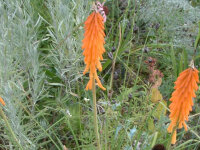 Kniphofia triangularis subsp. triangularis P1