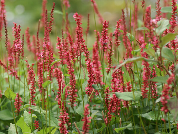Bistorta (Persicaria) amplexicaulis Orangofield® P1