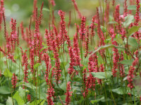 Bistorta (Persicaria) amplexicaulis Orangofield® P1