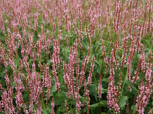 Bistorta (Persicaria) amplexicaulis Rosea P1