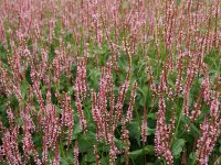 Bistorta (Persicaria) amplexicaulis Rosea P1