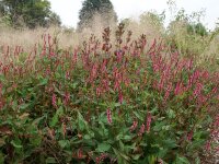 Bistorta (Persicaria) amplexicaulis Early Pink Lady P1