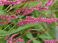 Bistorta (Persicaria) amplexicaulis Janet P1