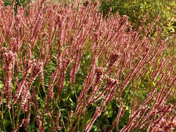 Bistorta (Persicaria) amplexicaule Fine Pink P1