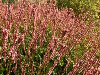 Bistorta (Persicaria) amplexicaule Fine Pink P1