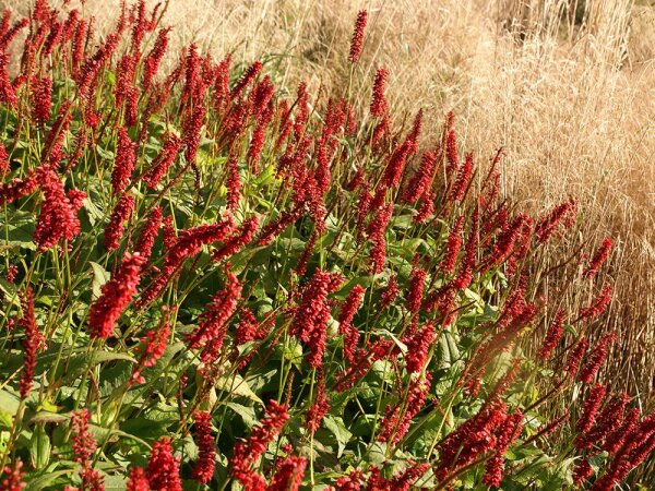 Bistorta (Persicaria) amplexicaulis J.S. Caliente P1