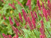 Bistorta (Persicaria) amplexicaulis J.S. Caliente P1