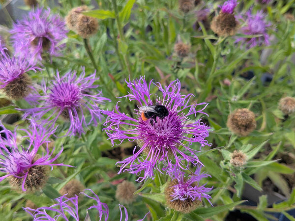 Centaurea uniflora subs. nervosa