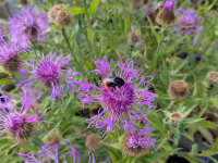 Centaurea uniflora subs. nervosa