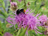 Centaurea uniflora subs. nervosa