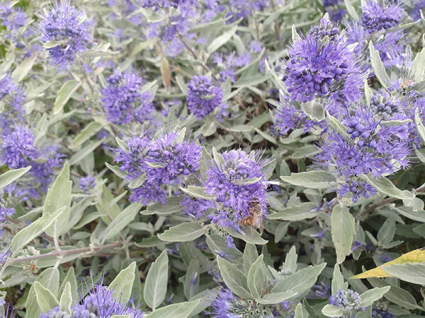 Caryopteris x clandonensis Sterling Silver