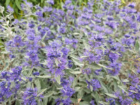 Caryopteris x clandonensis Sterling Silver