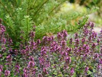 Teucrium trapezunticum P1