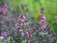 Teucrium trapezunticum