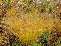 Sporobolus heterolepis Weinheim