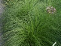 Sporobolus heterolepis Weinheim