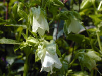 Symphyandra hofmannii (Srebrenik, Bosnia23)