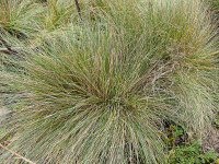 Festuca sp. Galičica