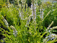 Salvia deserta Andris