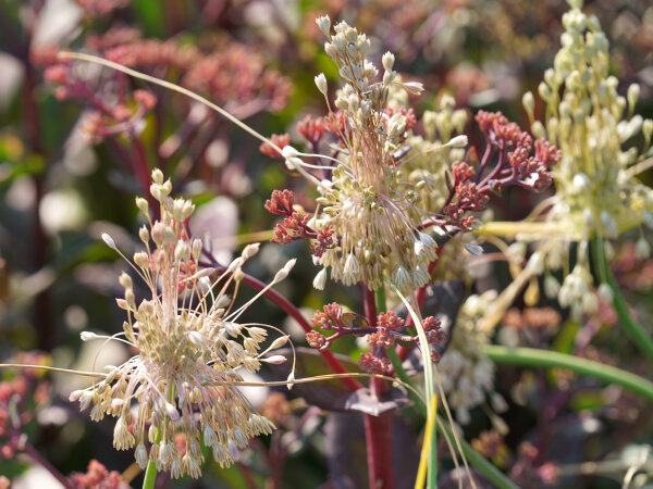 Allium paniculatum Nyárlőrinc