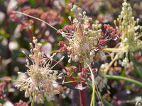 Allium paniculatum Nyárlőrinc