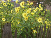 Helianthus microcephalus Lemon Queen P1